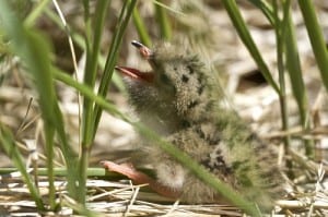 A helpless, recently hatched Common Tern chick.