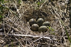 Five eggs in an unusually well made Common Tern Nest on Tern Islands, Kouchibouquac National Park.