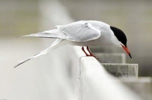 A Common Tern looks for fish from the hand rail of the Kelly's Beach boardwalk.