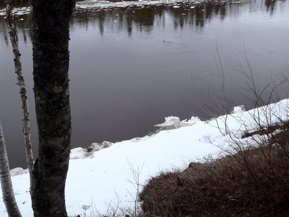 River in the Barnettville area with a cormorant (shag) swimming