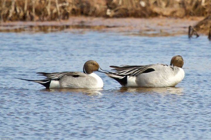 Hay Island - Northern Pintail (Small)