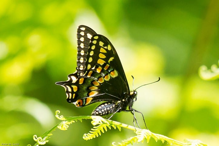 Short-tailed-Swallowtail-Hay-Island-Neguac-Small