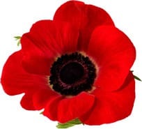 poppy-image