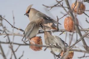 20150207-Bohemian-Waxwings