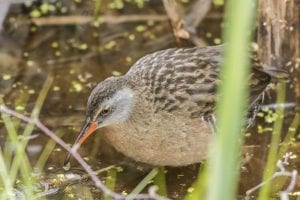 20150606-Virginia-Rail