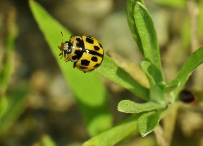A-Fourteen-spotted-Lady-Beetle-Small