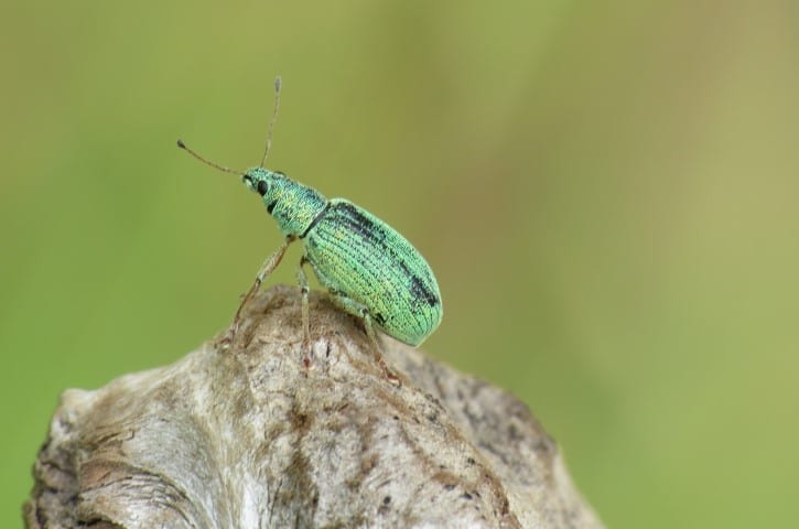 Green Immigrant Leaf Weevil (Small)