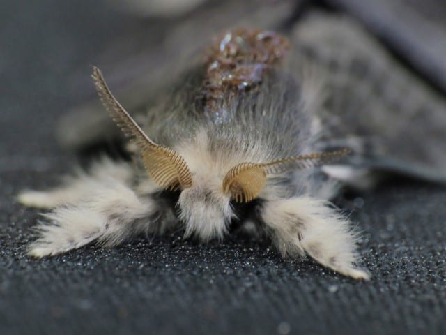 Larch Tolype Moth (Small)