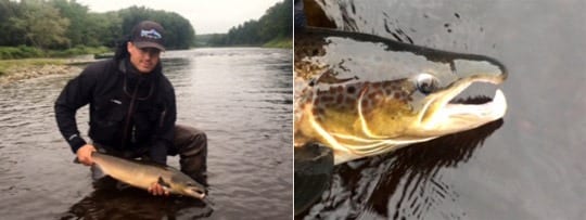 A guest at Ledges Inn in Doaktown releases a nice fish. Notice in the close-up that the fish is a fall hook-bill (Derek Munn photo)