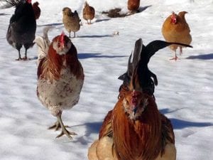 eggistential_chickens