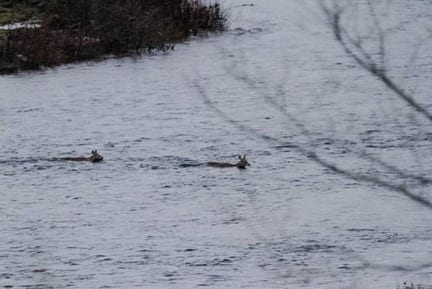 A doe taking her yearling across the river. 