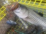 What striped bass eat