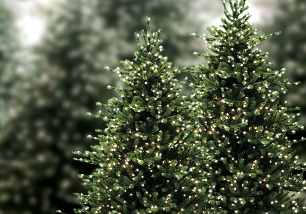Christmas-Tree-Lot